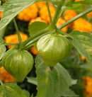 Tomatillo Verde plant container size, Tomatillo Verde plant online 1 gallon