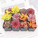 Vibrant Succulent Pack