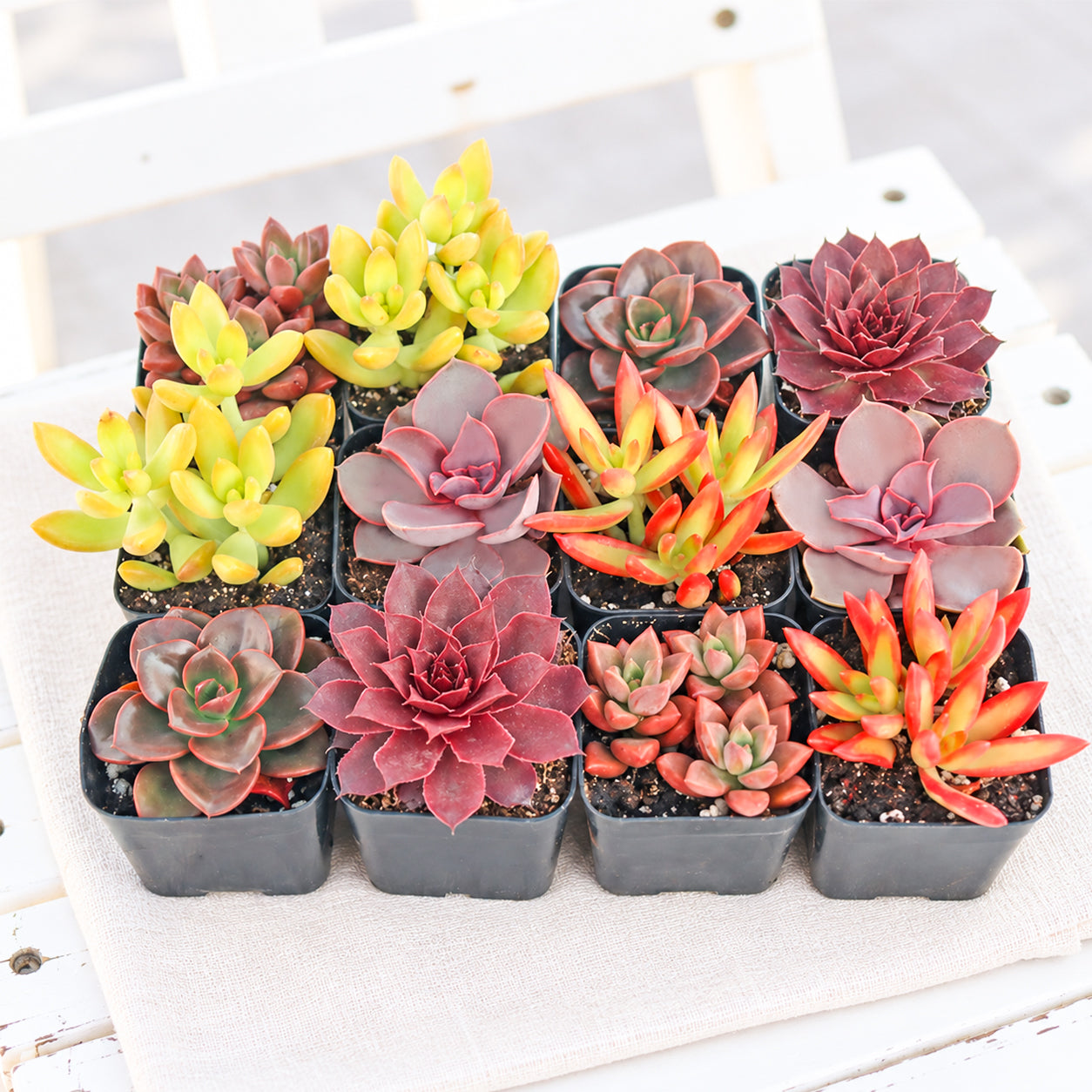Vibrant Succulent Pack