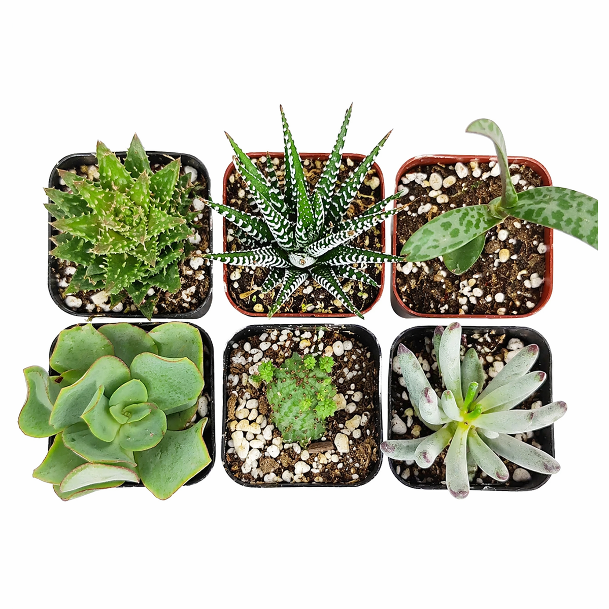 assorted mystery succulents pack live plants surprise box for sale, mystery plant box succulents different shapes and colors, decorative surprise succulents for modern home styling
