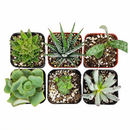 buy mystery succulent box assorted plants online, mystery succulent gift box for plant lovers, succulent care package surprise assortment, mystery succulents randomly selected variety pack