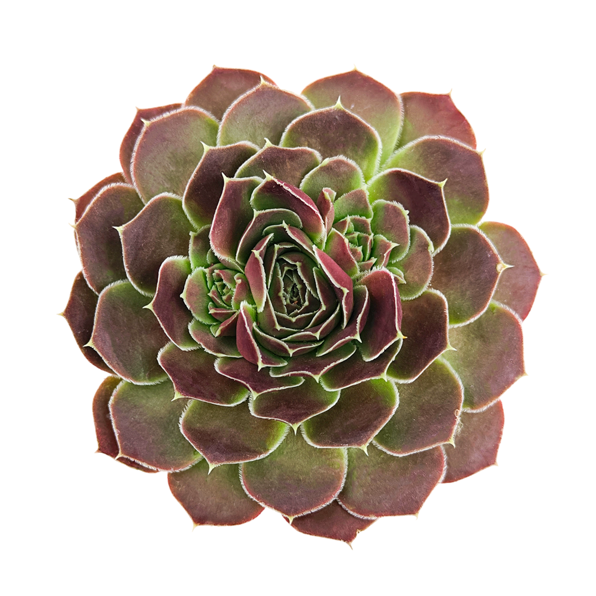 2 inch Sempervivum heuffelii 'Saffarina',  indoor succulents, succulent care guide, buy succulents online