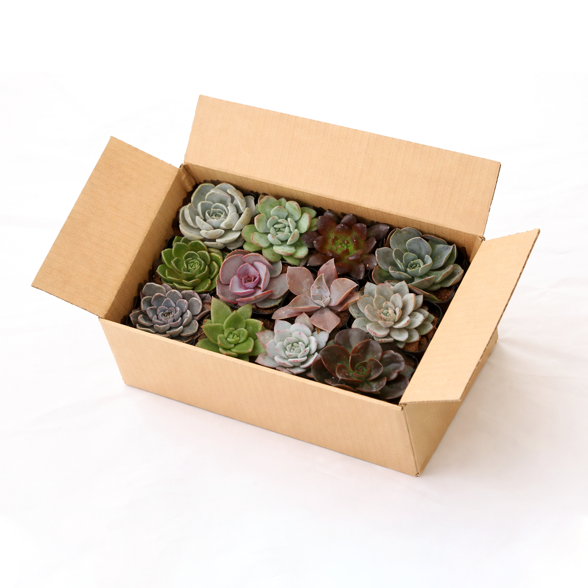 buy echeveria succulents pack online indoor plants, mixed echeveria rosette succulents starter kit, echeveria plant pack for beginners succulent gardening