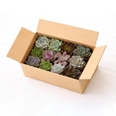 buy echeveria succulents pack online indoor plants, mixed echeveria rosette succulents starter kit, echeveria plant pack for beginners succulent gardening