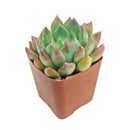 Echeveria Blue Wren care, Blue Wren succulent, rare echeveria hybrid, drought-tolerant echeveria, echeveria Blue Wren for sale