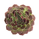 2 inch Sempervivum heuffelii 'Saffarina',  indoor succulents, succulent care guide, buy succulents online