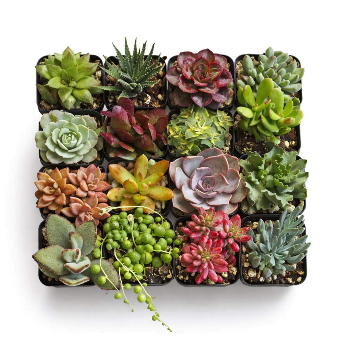buy succulent gift box with assorted plants online, Birthday Plant Gift, Housewarming Gift, Mother’s Day Plants, Care Package, Get Well Soon Gift, Corporate Gift, thank you gift succulent box with assorted plants, curated succulent gift box assortment for home