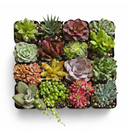 Succulent Gift Box for sale, relaxing self care succulent gift set, graduation gift succulent plant sampler, Live Succulent Set (9-16 Pack), 2-inch Potted Assorted Plants, Indoor Garden Sampler, Gift for Her, Birthdays, or Housewarming