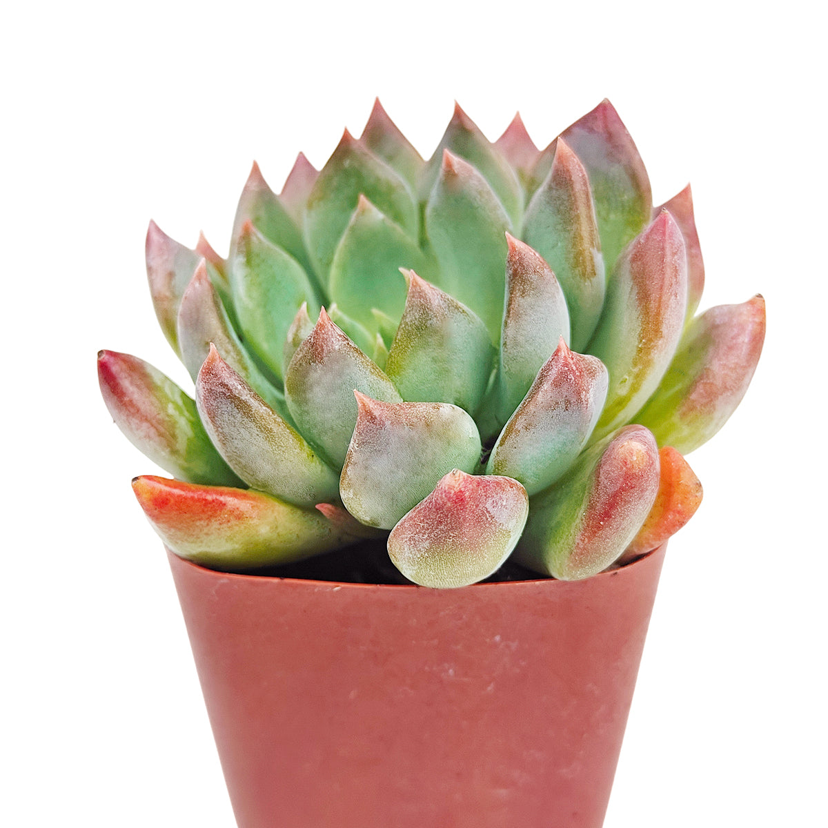 Echeveria Blue Wren care, Blue Wren succulent, rare echeveria hybrid, drought-tolerant echeveria, echeveria Blue Wren for sale