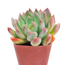 Echeveria Blue Wren care, Blue Wren succulent, rare echeveria hybrid, drought-tolerant echeveria, echeveria Blue Wren for sale