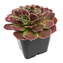 2 inch Sempervivum heuffelii 'Saffarina',  indoor succulents, succulent care guide, buy succulents online