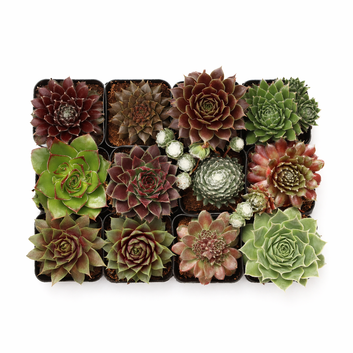 buy sempervivum succulents pack outdoor hardy plants, sempervivum succulent pack live hens and chicks plants, sempervivum starter kit for outdoor rock garden, sempervivum rosette succulents different colors and textures
