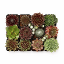 Sempervivum Variety Pack, Live Hen and Chicks Succulents (6, 12, or 20 Pack) - 2" Potted Perennials