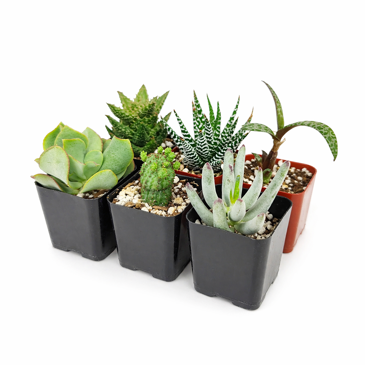 buy mystery succulent box assorted plants online, mystery succulents randomly selected variety pack, curated mystery succulent bundle no duplicates feel, low maintenance mystery succulents for beginners