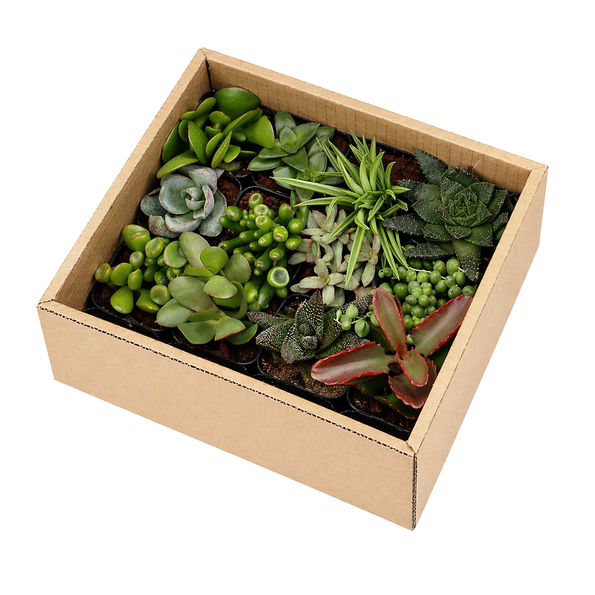 Indoor Succulent Pack