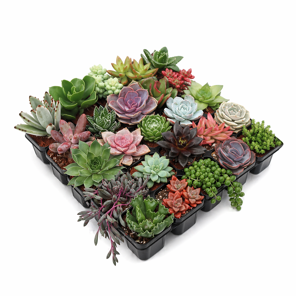 buy assorted succulents pack online home decor plants, assorted succulent plants for terrarium and dish garden, succulent variety pack for plant collectors, live succulent assortment pack for indoor planting
