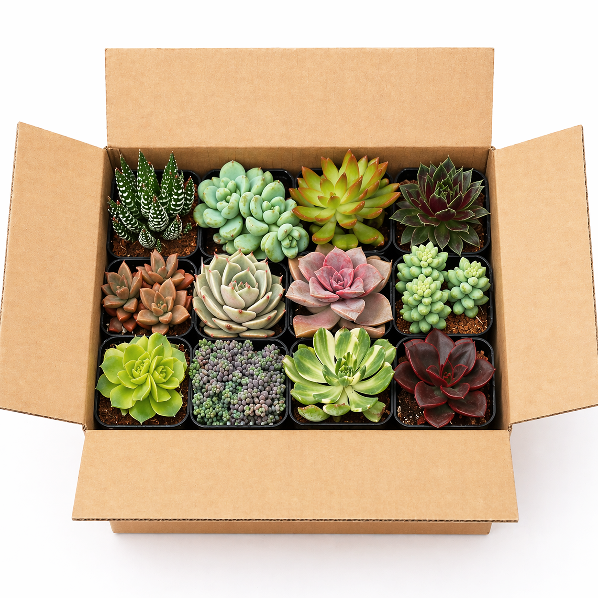buy random succulents assortment live plants online, mixed succulents surprise box live plant assortment, random pick succulents collection rare and common mix, low maintenance random succulent pack for beginners