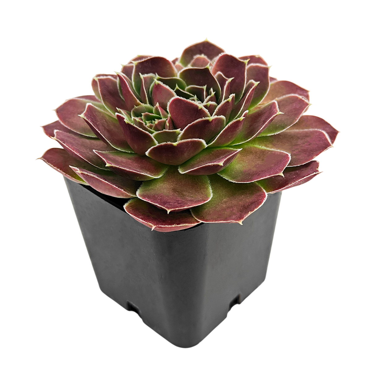 2 inch Sempervivum heuffelii 'Saffarina',  indoor succulents, succulent care guide, buy succulents online