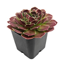 2 inch Sempervivum heuffelii 'Saffarina',  indoor succulents, succulent care guide, buy succulents online
