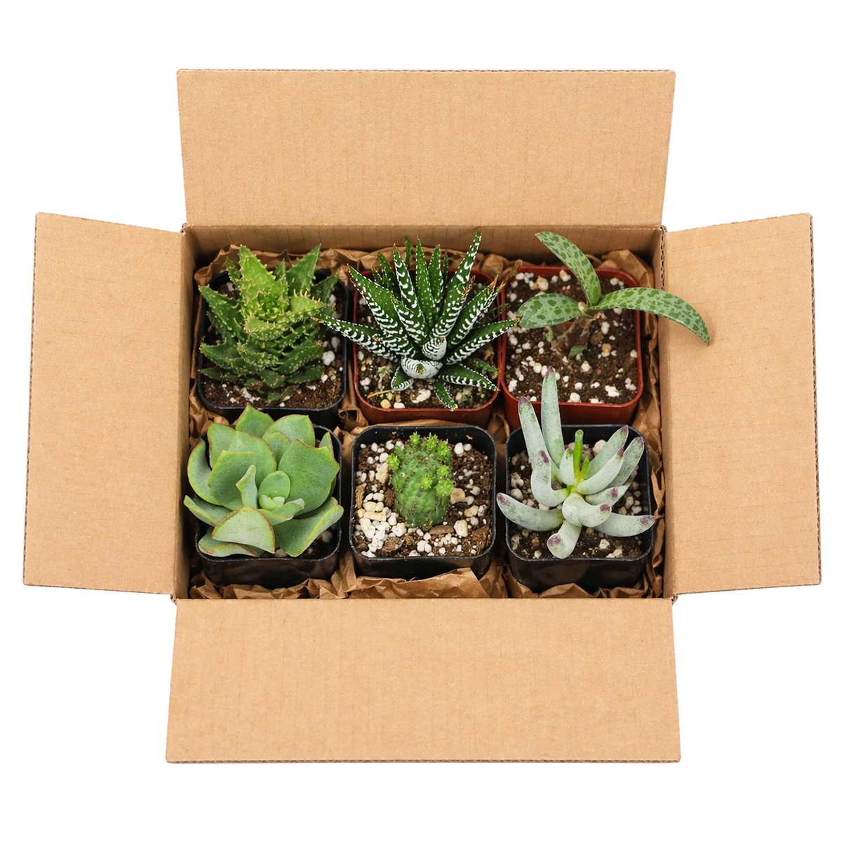 buy mystery succulent box assorted plants online, mystery succulent gift box for plant lovers, succulent care package surprise assortment, mystery succulents randomly selected variety pack