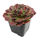 2 inch Sempervivum heuffelii 'Saffarina',  indoor succulents, succulent care guide, buy succulents online