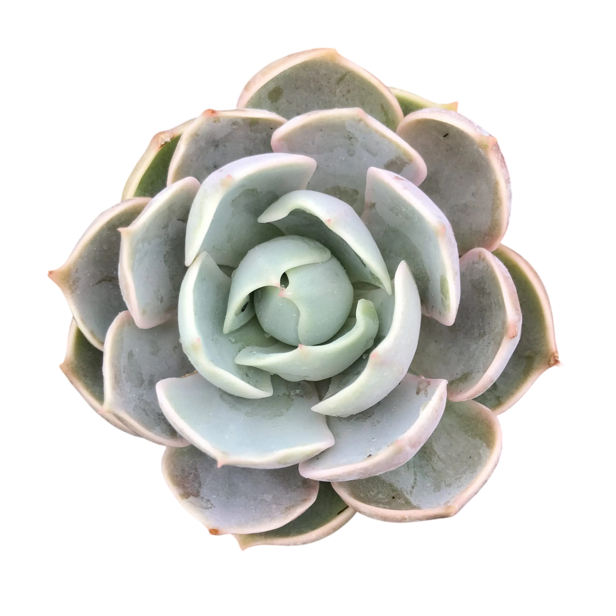 2 inch Echeveria Lotus, purple succulents, 2 inch succulents for sale, buy Echeveria Lotus online