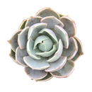 2 inch Echeveria Lotus in black plastic pot, easy to care indoor plants, small succulents for diy