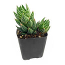 2 inch Haworthia reinwardtii, green succulents, indoor succulents, succulent care guide, buy succulents online