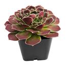 2 inch Sempervivum heuffelii 'Saffarina',  indoor succulents, succulent care guide, buy succulents online