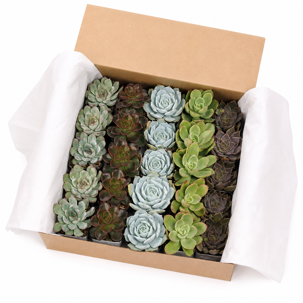 buy echeveria succulents bulk online for resale, wholesale echeveria succulent pack large quantity plants, mixed echeveria varieties bulk pack for plant lovers