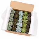 Echeveria Bulk Succulent Pack, Live Rosette Plants (25 or 50 Count), 2" Pots for Weddings, Favors, and DIY Projects