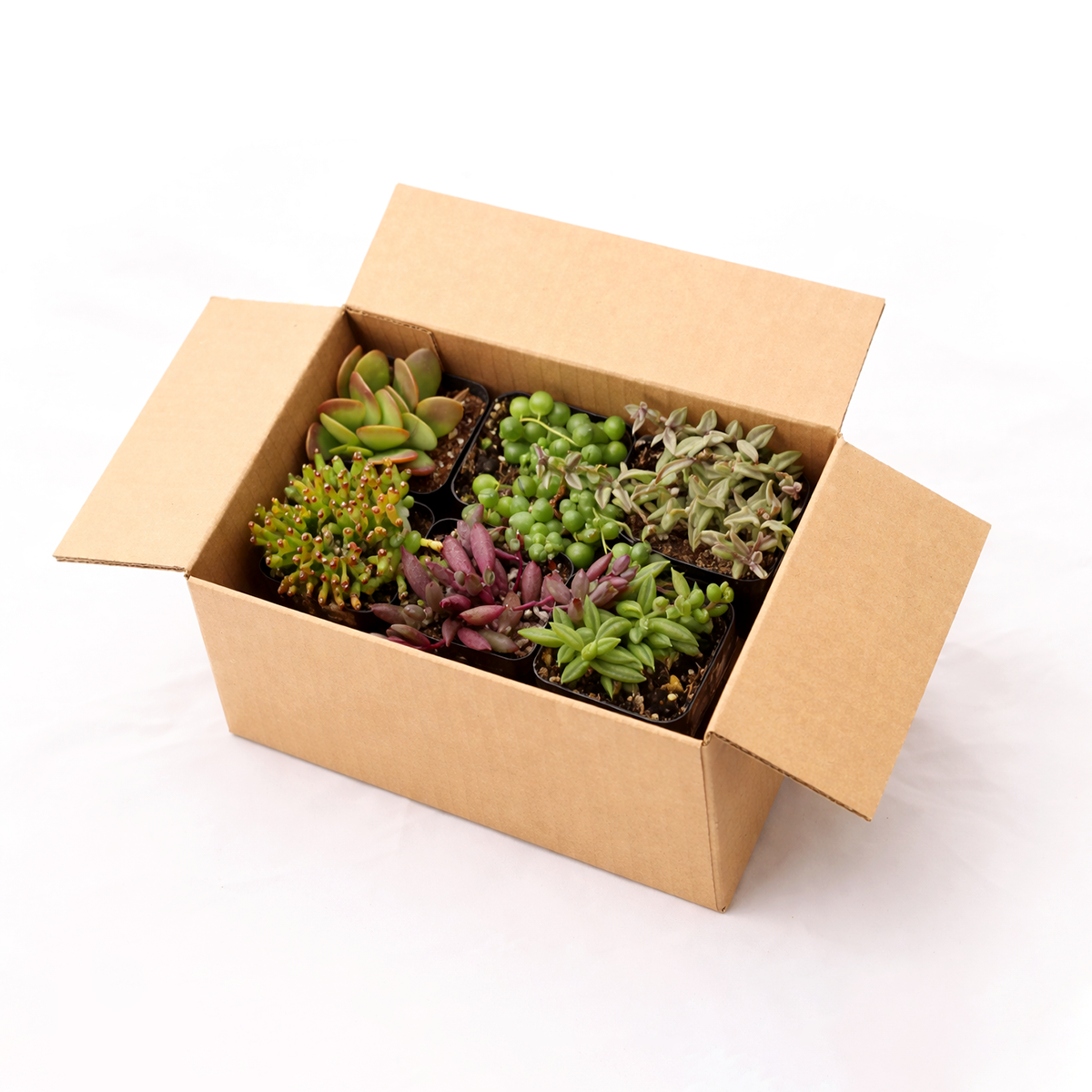 buy string of pearls and trailing succulents set online, live hanging succulents set delivered to your door, trailing plants pack for apartment decor ideas, Trailing Succulents, String of Pearls, String of Hearts, Hanging Plants, Live String Plants, Succulent Variety Pack