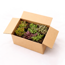 Trailing &amp; Strings Succulent Pack for sale, Rare Succulents, String of Dolphins, String of Bananas, Vertical Garden Plants, Indoor Hanging Vines, 2 inch Potted Plants, hanging string succulents for bright indoor spaces