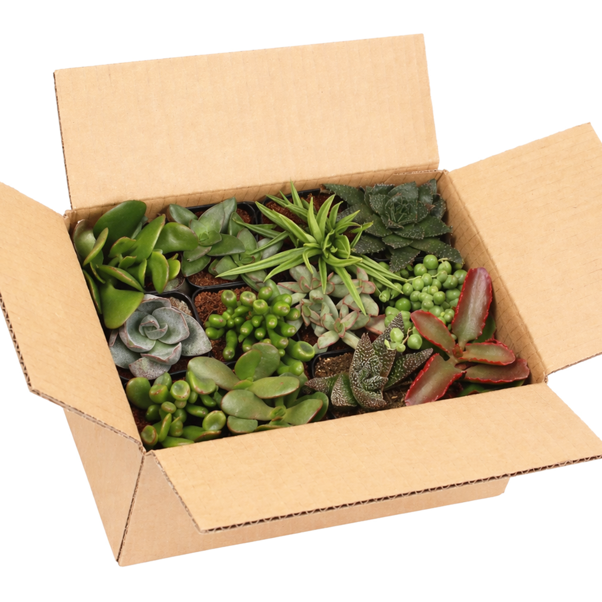 Indoor Succulent Pack