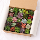 Assorted Collection of Live Succulents Randomly Picked for sale, live succulents randomly selected variety bundle, surprise succulent box different varieties included, succulent variety mix for balcony garden setup