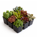 Succulent Gift Box for sale, relaxing self care succulent gift set, graduation gift succulent plant sampler, Live Succulent Set (9-16 Pack), 2-inch Potted Assorted Plants, Indoor Garden Sampler, Gift for Her, Birthdays, or Housewarming