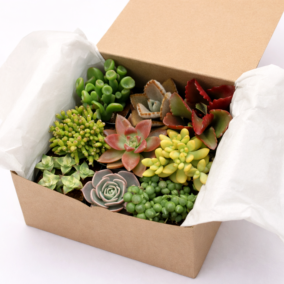 buy succulent gift box with assorted plants online, 2 inch Succulents, Echeveria Collection, Indoor Garden Kit, Easy Care Greenery, Desktop Plants, Succulent Variety Pack, succulent gift box for beginners indoor gardening, succulent gift box for mom or friend