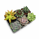 Assorted Collection of Live Succulents Randomly Picked for sale, live succulents randomly selected variety bundle, surprise succulent box different varieties included, succulent variety mix for balcony garden setup