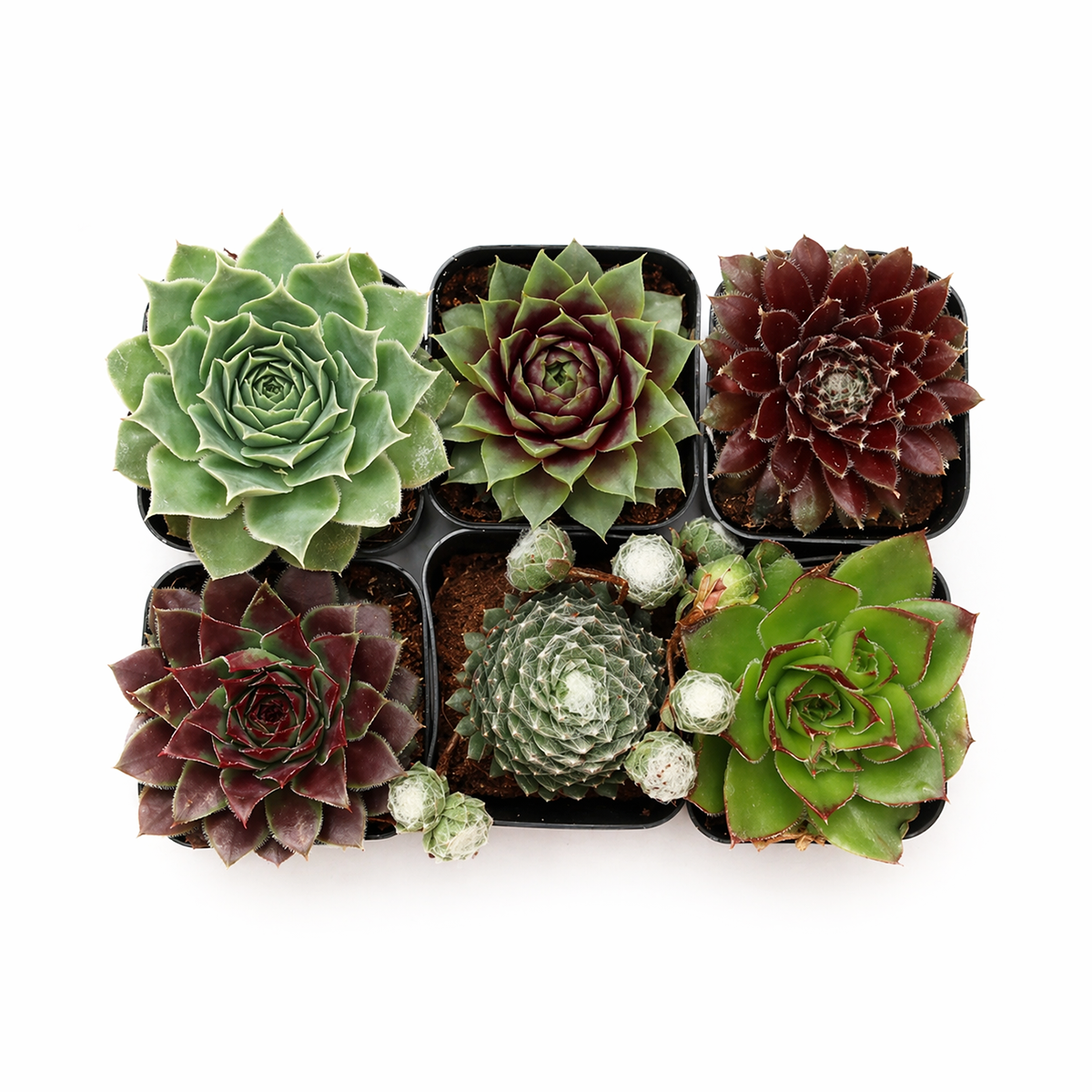 best sempervivum succulent pack online, unique garden gift sempervivum collection pack, sempervivum succulent gift box for plant lovers, hardy succulents for balcony and patio garden