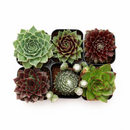 Sempervivum Variety Pack, Live Hen and Chicks Succulents (6, 12, or 20 Pack) - 2" Potted Perennials