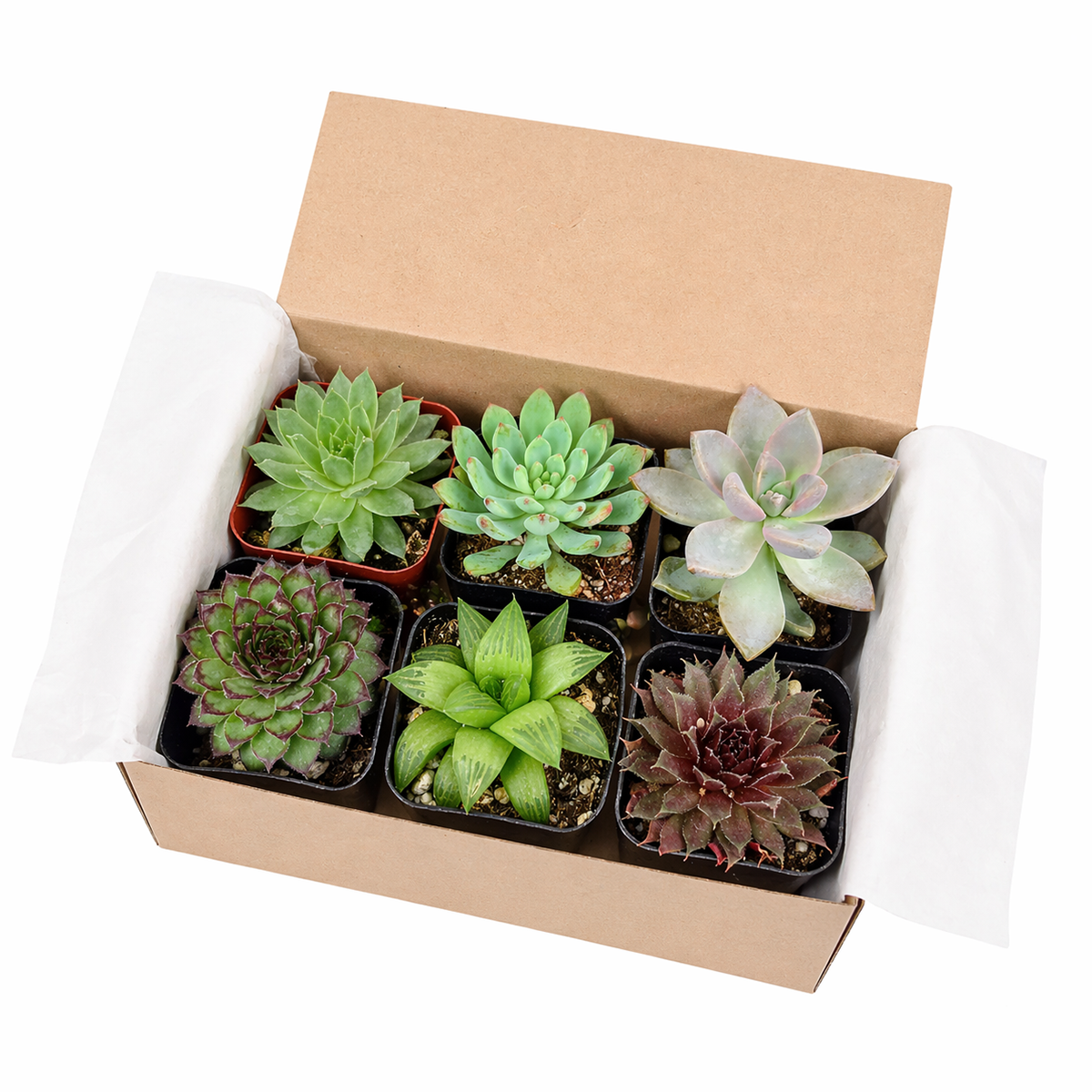 buy rosette succulents pack online aesthetic plants, rosette succulent varieties different colors and shapes, rosette succulents for balcony garden arrangement, eco friendly plant gift rosette succulent bundle