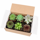 echeveria, echeveria succulent, echeveria types, succulent echeveria, buy succulents online, succulent shop, succulent store, echeveria plant, Rosette shaped succulent assorted pack, Types of rosette shaped succulents for wedding 