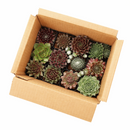 Sempervivum Variety Pack, Live Hen and Chicks Succulents (6, 12, or 20 Pack) - 2" Potted Perennials