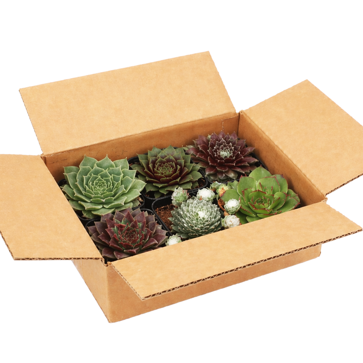 sempervivum succulent pack live hens and chicks plants for sale, hens and chicks gift set hardy outdoor plants, bulk sempervivum plants wholesale pack, gardening gift sempervivum starter kit