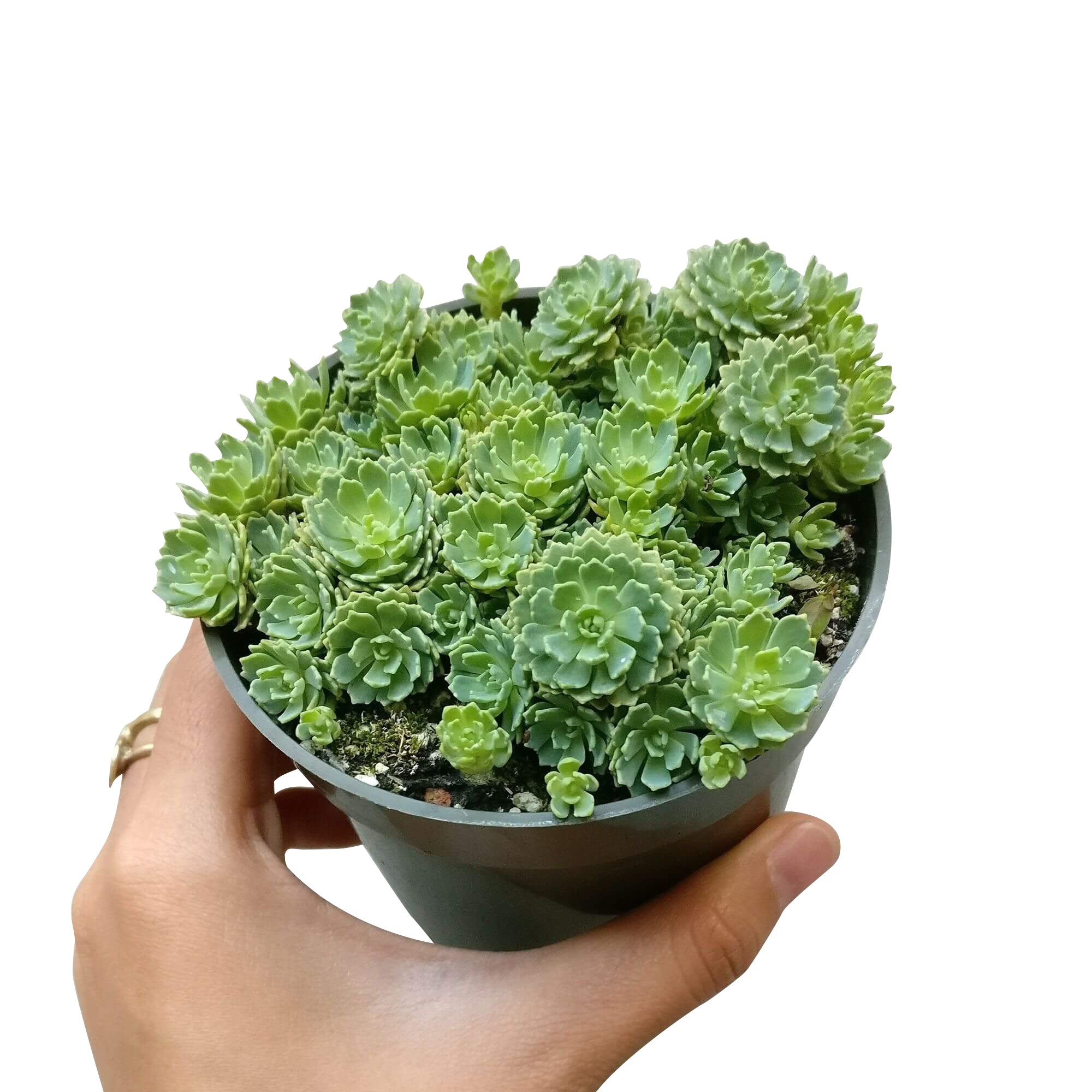 white diamond succulent White Diamond Sedum (Sedum pachyclados) Succulent Care