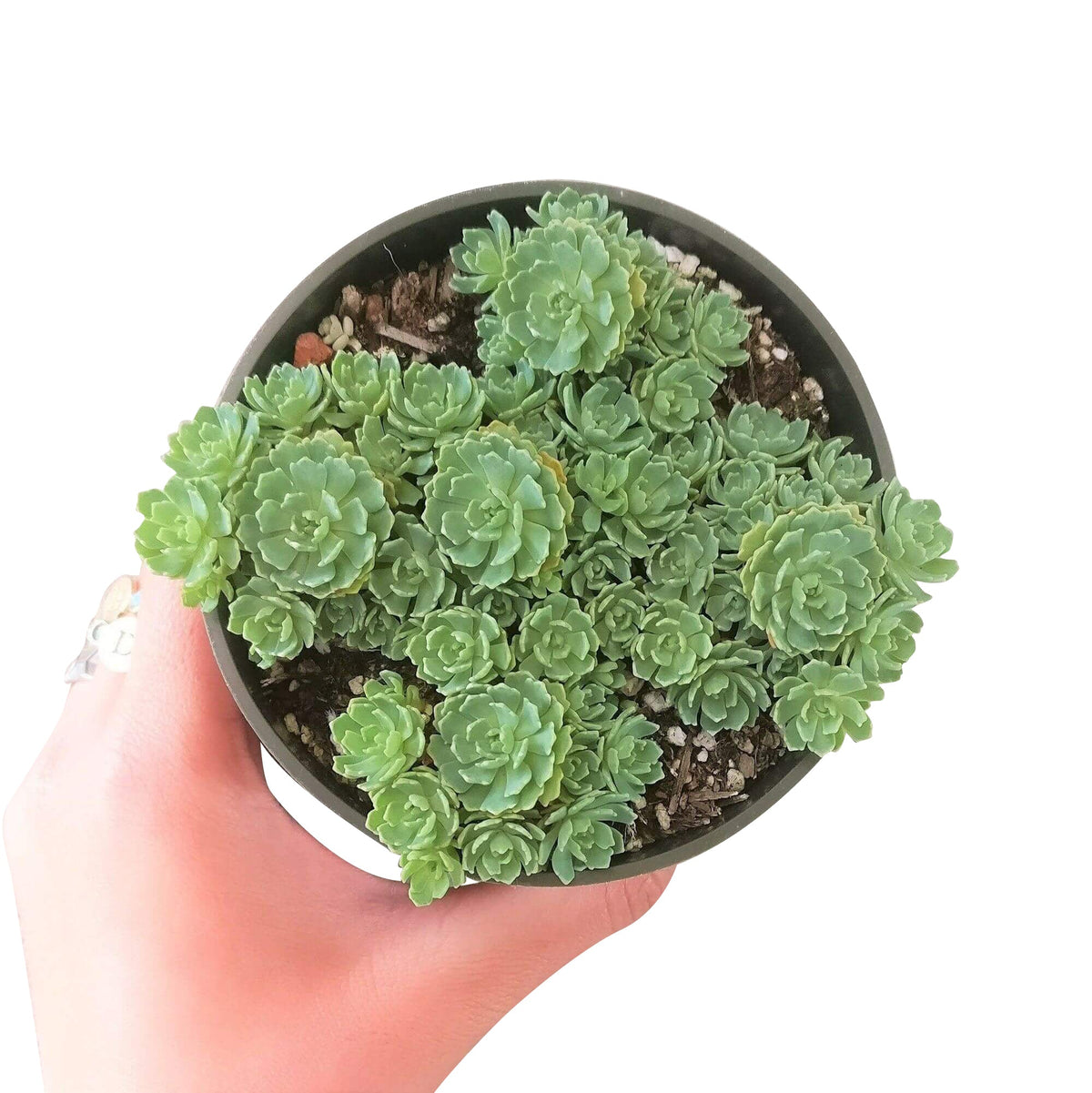 succulent with diamond shaped leaves White Diamond Sedum (Sedum pachyclados) Succulent Care
