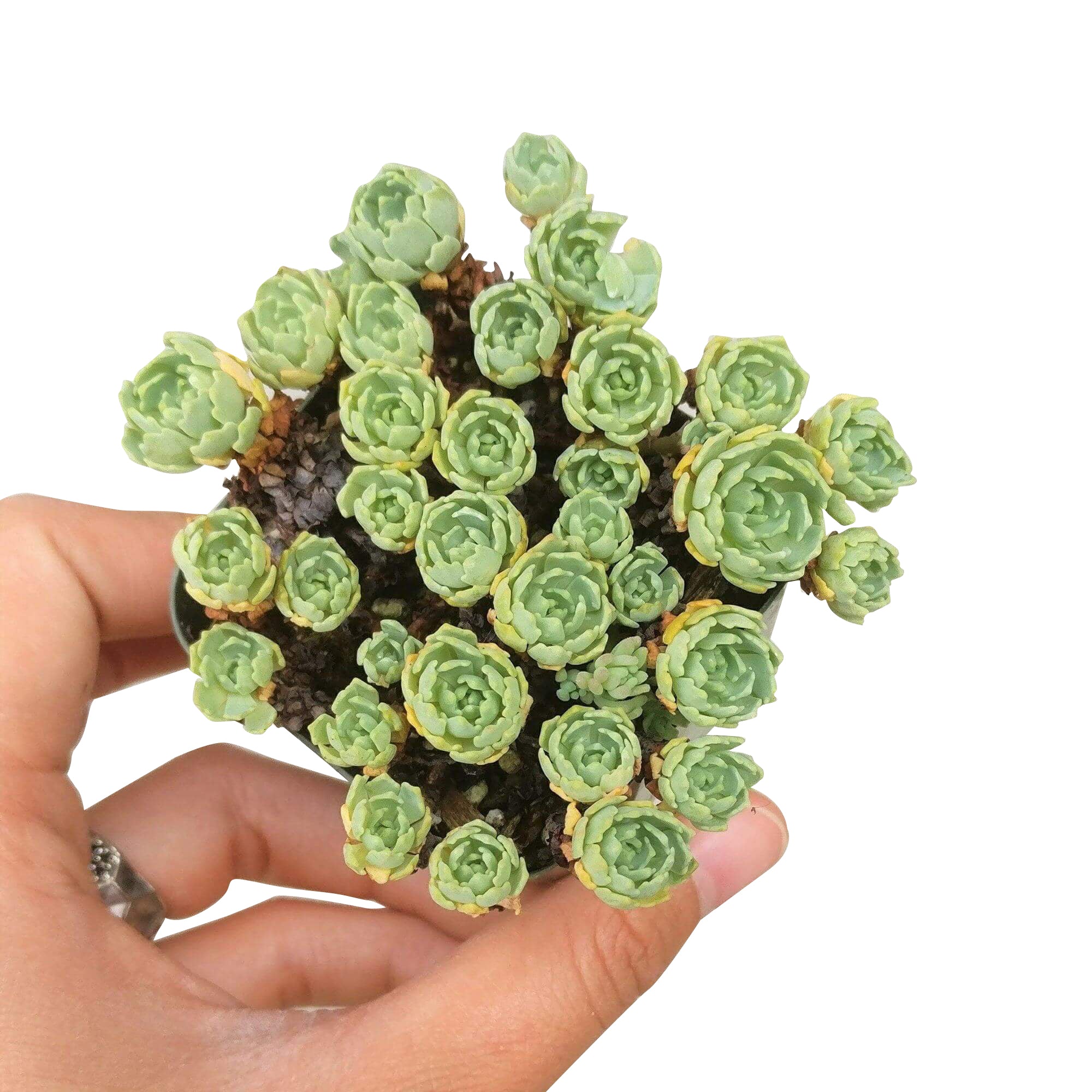 succulent with diamond shaped leaves White Diamond Sedum (Sedum pachyclados) Succulent Care