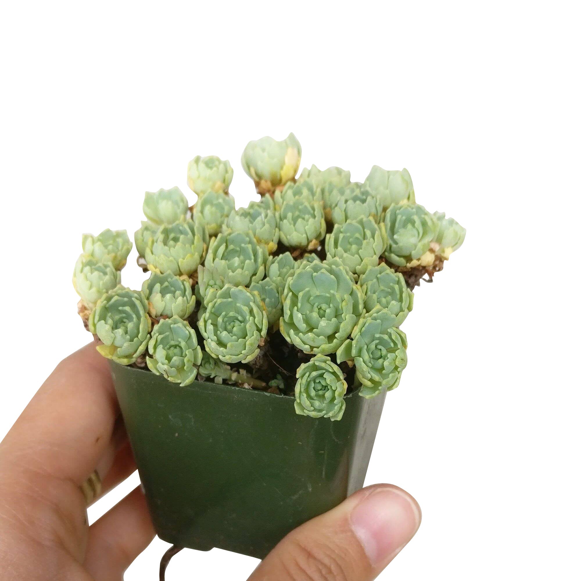 widrim succulent White Diamond Sedum (Sedum pachyclados) Succulent Care