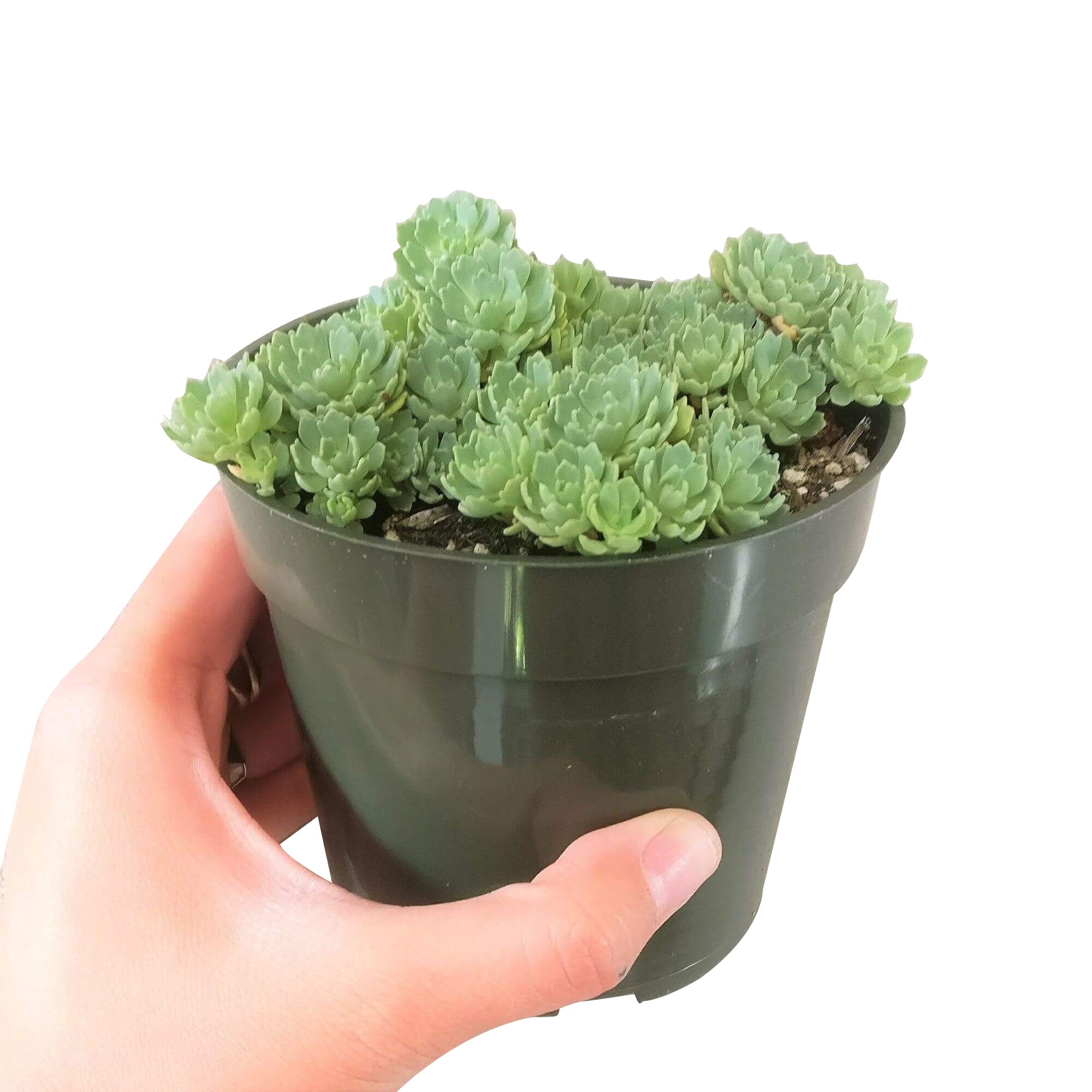 mini diamond succulent White Diamond Sedum (Sedum pachyclados) Succulent Care