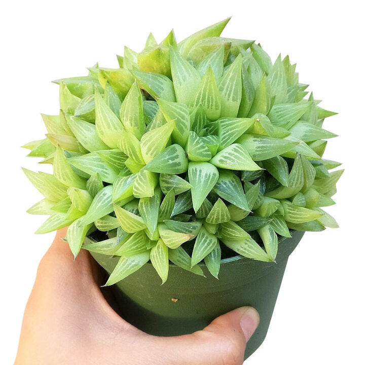 succulent window Window Haworthia Succulent